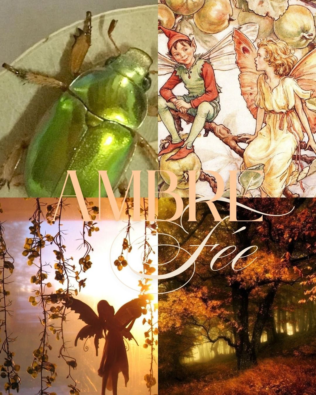 Ambre Fée